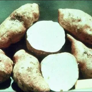 thumbnail for publication: Boniato—Ipomoea batatas (L.) Poir